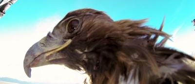 Must see: GoPro footage van vliegende adelaar