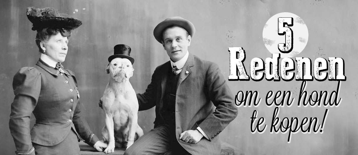 5 redenen waarom je vandaag nog een hond moet nemen